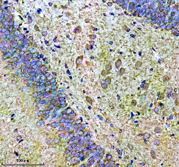 m04168 hsph1 primary antibodies ihc testing 5
