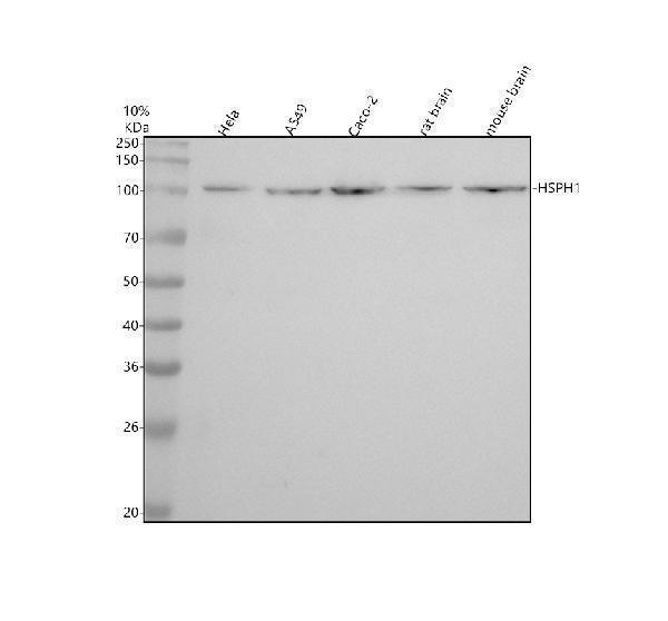 m04168 hsph1 primary antibodies wb testing 1
