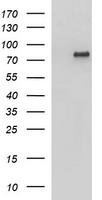 HEK293T cells were transfected with the pCMV6-ENTRY control (Left lane) or pCMV6-ENTRY AMOT (Right lane) cDNA for 48 hrs and lysed