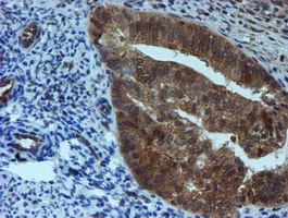 m04174 1 anti sat2 mouse monoclonal antibody clone id oti2b3 ihc testing 6