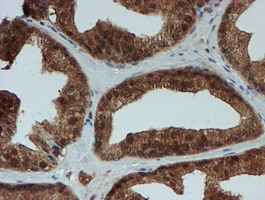 m04174 1 anti sat2 mouse monoclonal antibody clone id oti2b3 ihc testing 8
