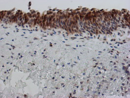m04174 1 anti sat2 mouse monoclonal antibody clone id oti2b3 ihc testing 9