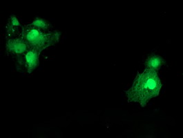 m04174 anti sat2 mouse monoclonal antibody clone id oti1c9 if testing 12