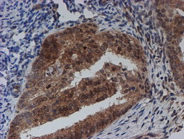 m04174 anti sat2 mouse monoclonal antibody clone id oti1c9 ihc testing 3