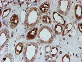 m04174 anti sat2 mouse monoclonal antibody clone id oti1c9 ihc testing 6