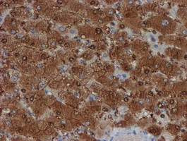 m04174 anti sat2 mouse monoclonal antibody clone id oti1c9 ihc testing 8