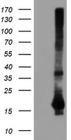 m04174 anti sat2 mouse monoclonal antibody clone id oti1c9 wb testing 1