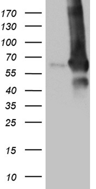 m04179 anti gdi1 mouse monoclonal antibody clone id oti1b1 wb testing 1