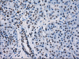 Immunohistochemical staining of paraffin-embedded pancreas tissue within the normal limits using anti-FKBP5mouse monoclonal antibody
