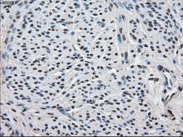 m04182 2 anti fkbp51 fkbp5 mouse monoclonal antibody clone id oti3e9 ihc testing 7