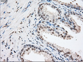 m04182 2 anti fkbp51 fkbp5 mouse monoclonal antibody clone id oti3e9 ihc testing 8
