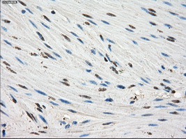 m04182 2 anti fkbp51 fkbp5 mouse monoclonal antibody clone id oti3e9 ihc testing 9