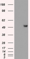 m04182 2 anti fkbp51 fkbp5 mouse monoclonal antibody clone id oti3e9 wb testing 1