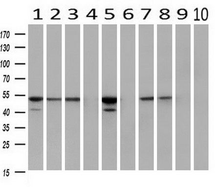 m04182 2 anti fkbp51 fkbp5 mouse monoclonal antibody clone id oti3e9 wb testing 2