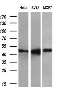 m04182 2 anti fkbp51 fkbp5 mouse monoclonal antibody clone id oti3e9 wb testing 3