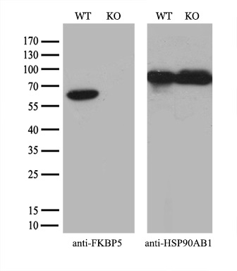 m04182 2 anti fkbp51 fkbp5 mouse monoclonal antibody clone id oti3e9 wb testing 4_1