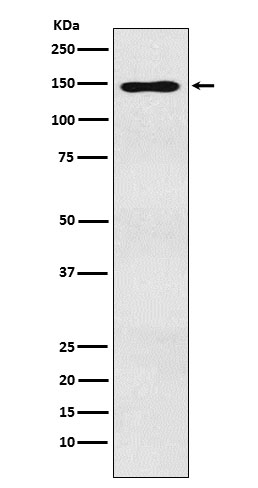 Western blot analysis of MYBBP1A expression in HEK293 cell lysate