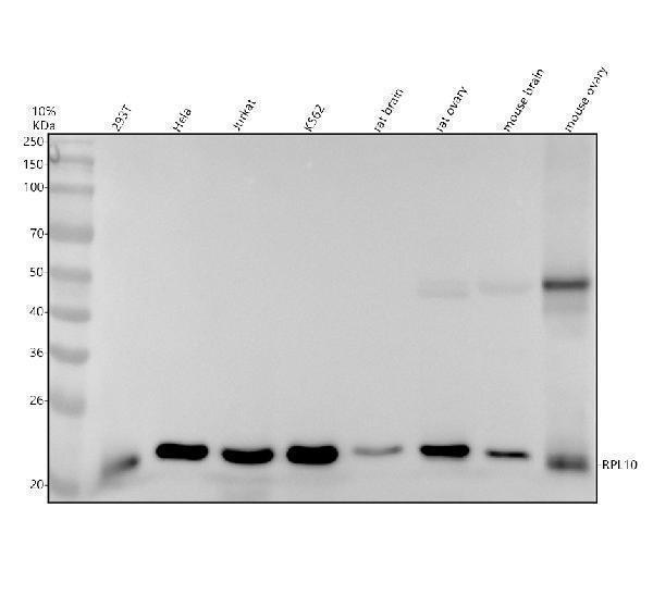 m04190 rpl10 primary antibodies wb testing 1