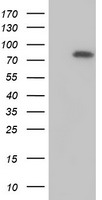 m04202 anti mtmr2 mouse monoclonal antibody clone id oti5g5 wb testing 1