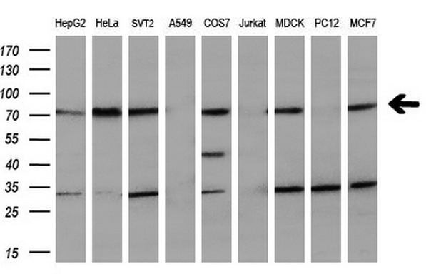 m04202 anti mtmr2 mouse monoclonal antibody clone id oti5g5 wb testing 2