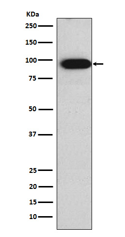 Western blot analysis of Villin expression in Caco-2 cell lysate