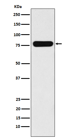 Western blot analysis of Villin-1  expression in CaCo-2 cell lysate