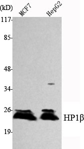 Western Blot analysis using HP1β Monoclonal Antibody against MCF7, HepG2 cell lysate