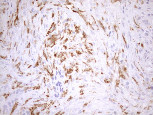 m04208 anti ncf4 mouse monoclonal antibody clone id oti4b5 ihc testing 2
