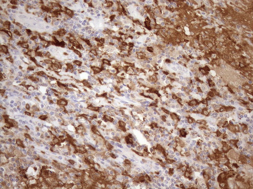 m04208 anti ncf4 mouse monoclonal antibody clone id oti4b5 ihc testing 3
