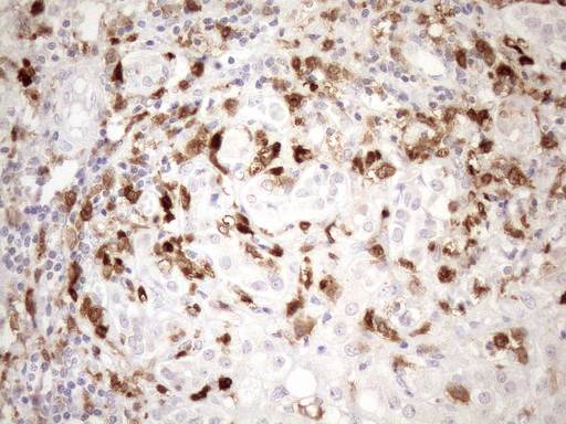 m04208 anti ncf4 mouse monoclonal antibody clone id oti4b5 ihc testing 4