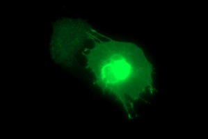 Anti-MADCAM1 mouse monoclonal antibody (M04227-1) immunofluorescent staining of COS7 cells transiently transfected by pCMV6-ENTRY MADCAM1