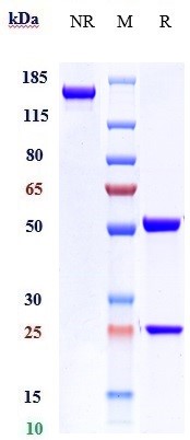 Anti-MADCAM1 Reference Antibody (ontamalimab) on SDS-PAGE under reducing (R) condition