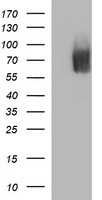 HEK293T cells were transfected with the pCMV6-ENTRY control (Left lane) or pCMV6-ENTRY MADCAM1 (Right lane) cDNA for 48 hrs and lysed