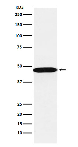 Western blot analysis of AHCY expression in A549 cell lysate