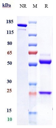 Anti-FceR2/CD23 Reference Antibody (lumiliximab) on SDS-PAGE under reducing (R) condition