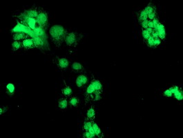 m04240 1 anti chn 1 chn1 mouse monoclonal antibody clone id oti2g6 if testing 21
