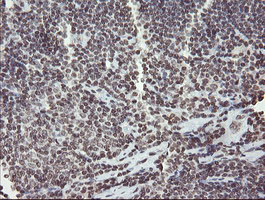 m04240 1 anti chn 1 chn1 mouse monoclonal antibody clone id oti2g6 ihc testing 12