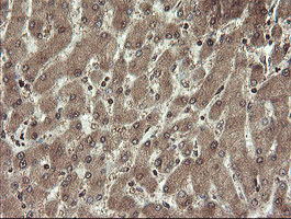 m04240 1 anti chn 1 chn1 mouse monoclonal antibody clone id oti2g6 ihc testing 18