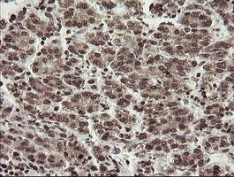 m04240 1 anti chn 1 chn1 mouse monoclonal antibody clone id oti2g6 ihc testing 19