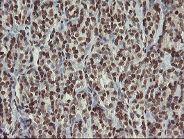 m04240 1 anti chn 1 chn1 mouse monoclonal antibody clone id oti2g6 ihc testing 6