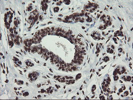 m04240 1 anti chn 1 chn1 mouse monoclonal antibody clone id oti2g6 ihc testing 9