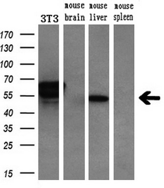 Western blot analysis of extracts (10ug) from a mouse cell line and 3 different mouse tissues by using anti-CHN1 monoclonal antibody (1:200)