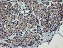 Immunohistochemical staining of paraffin-embedded Human pancreas tissue within the normal limits using anti-CHN1 mouse monoclonal antibody