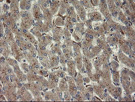 m04240 2 anti chn 1 chn1 mouse monoclonal antibody clone id oti3c6 ihc testing 4