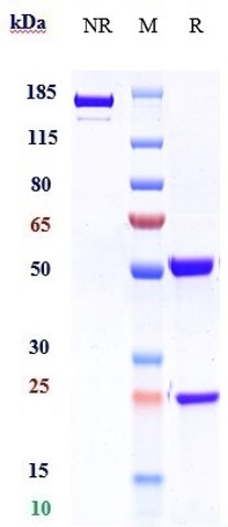 Anti-IL-5Ra/ CD125 Reference Antibody (benralizumab) on SDS-PAGE under reducing (R) condition