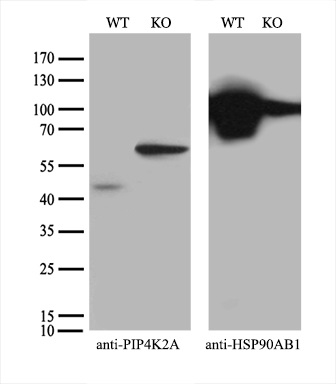 m04244 1 anti pip5k2 alpha pip4k2a mouse monoclonal antibody clone id oti1b2 wb testing 2