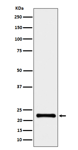 Western blot analysis of CRCP expression in HeLa cell lysate.