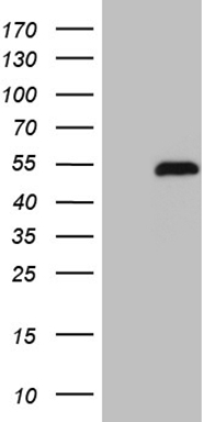 m04250 anti retinoic acid receptor gamma rarg mouse monoclonal antibody clone id oti3g1 wb testing 1