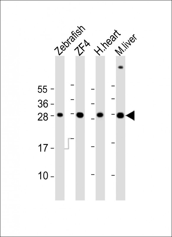 All lanes : Anti-Zebrafish ak2 Antibody (Center) at 1:2000 dilutionLane 1: Zebrafish lysatesLane 2: ZF4 whole cell lysatesLane 3: human heart lysatesLane 4: mouse liver lysatesLysates/proteins at 20 µg per lane