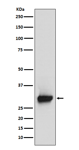 m04255 wb